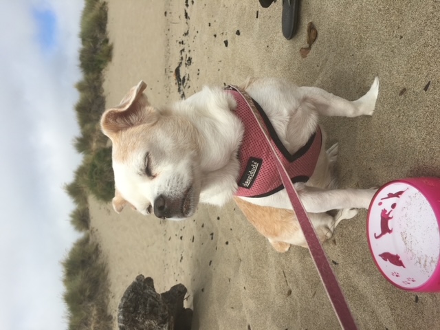 Francesca Elisabetta, a chihuahua shih tzu mix at the foggy beach in California