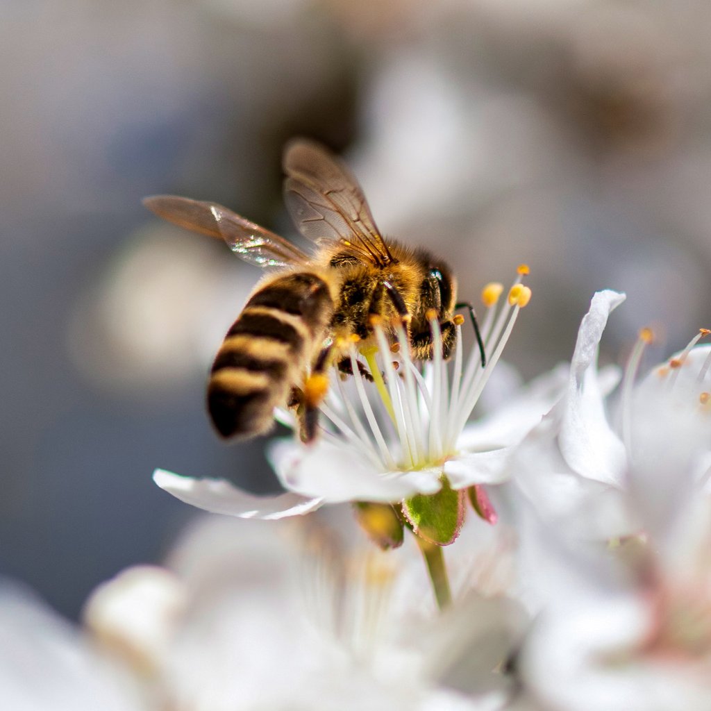 Honey Bee on a Flower