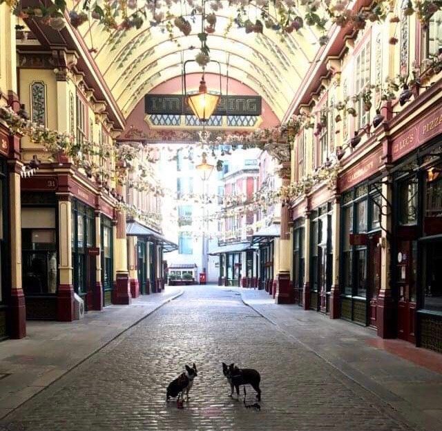 Two dogs in the market