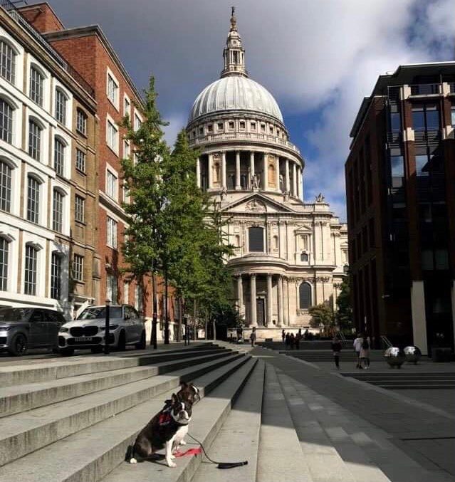 Two dogs in front of St Pauls cathedral