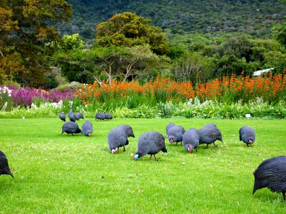National Botanical Gardens At Kirstenbosch