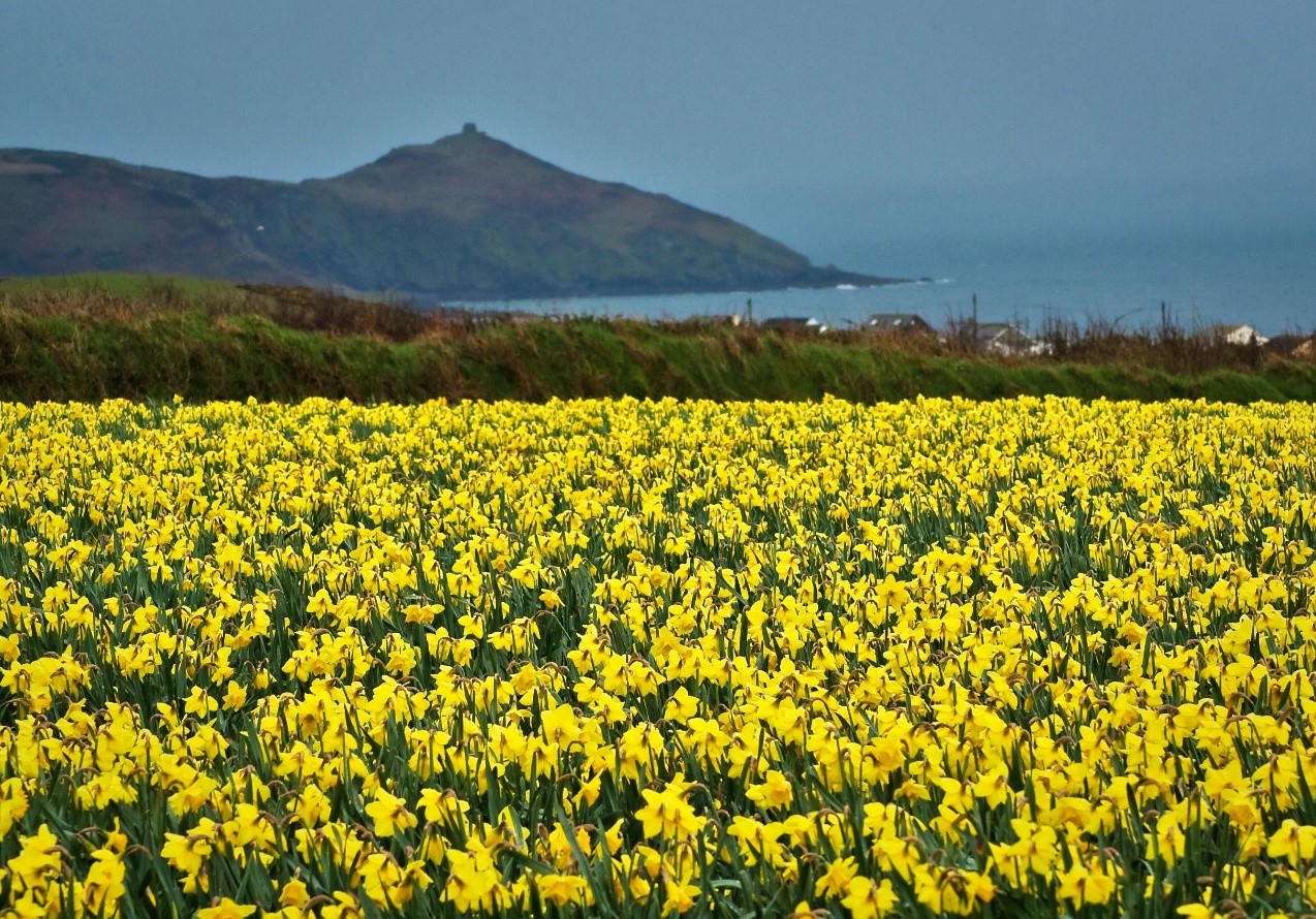 Field of daffodils