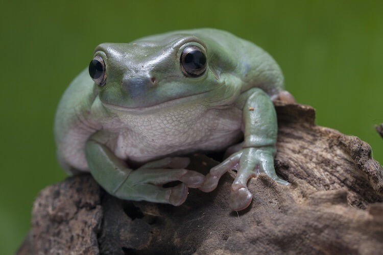frog