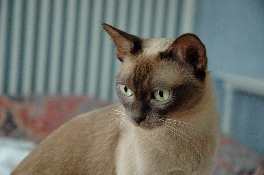 Burmese cat