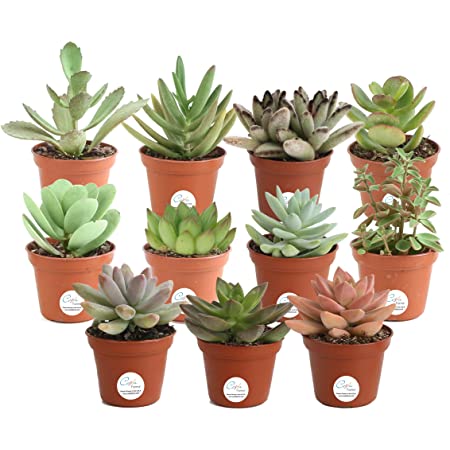 different succulents