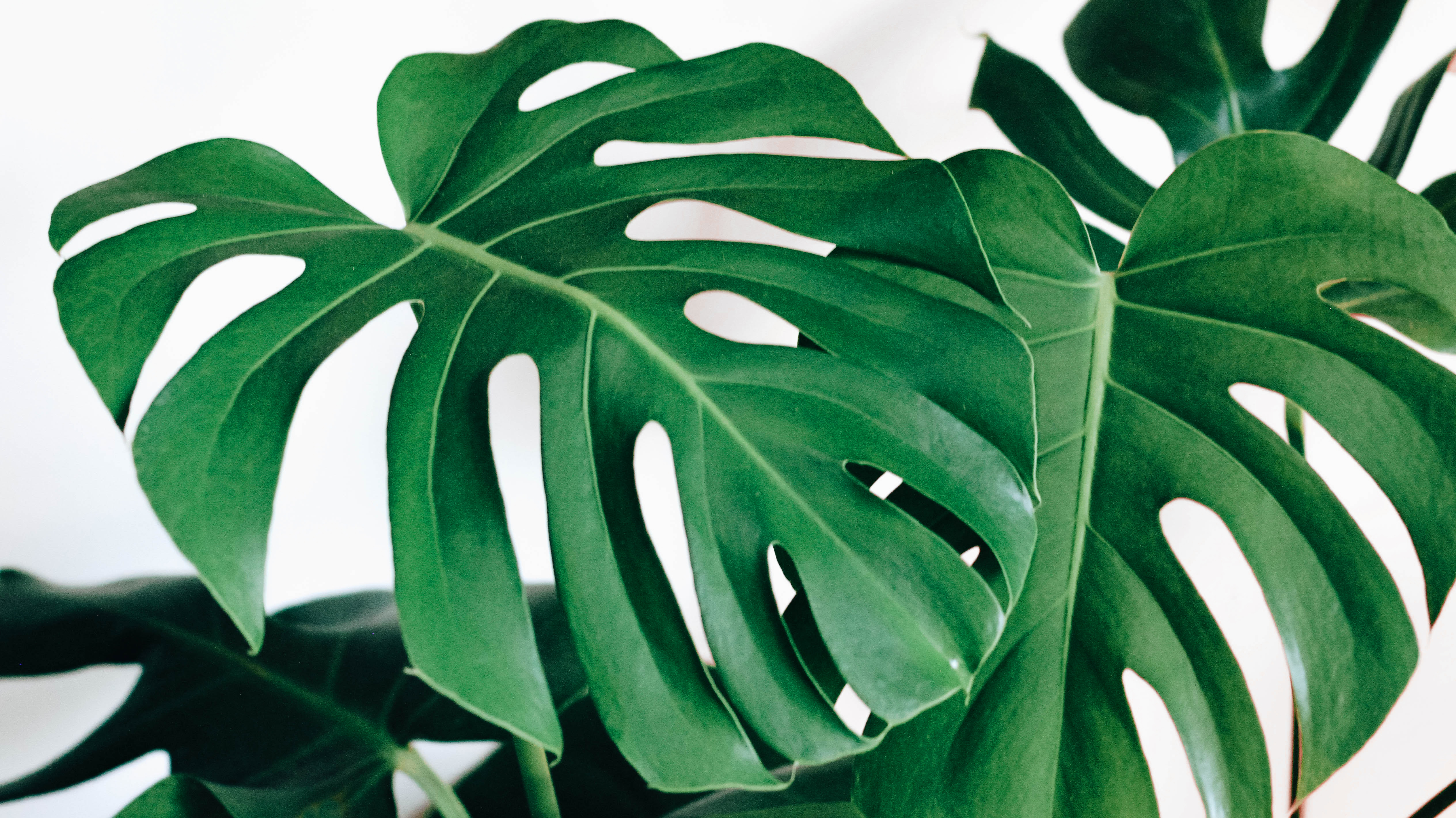 Monstera Deliciosa