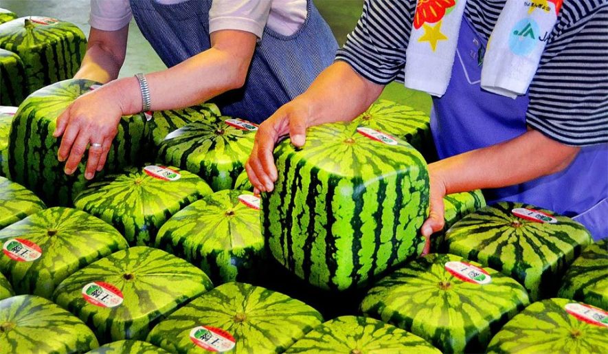 Square Watermelons