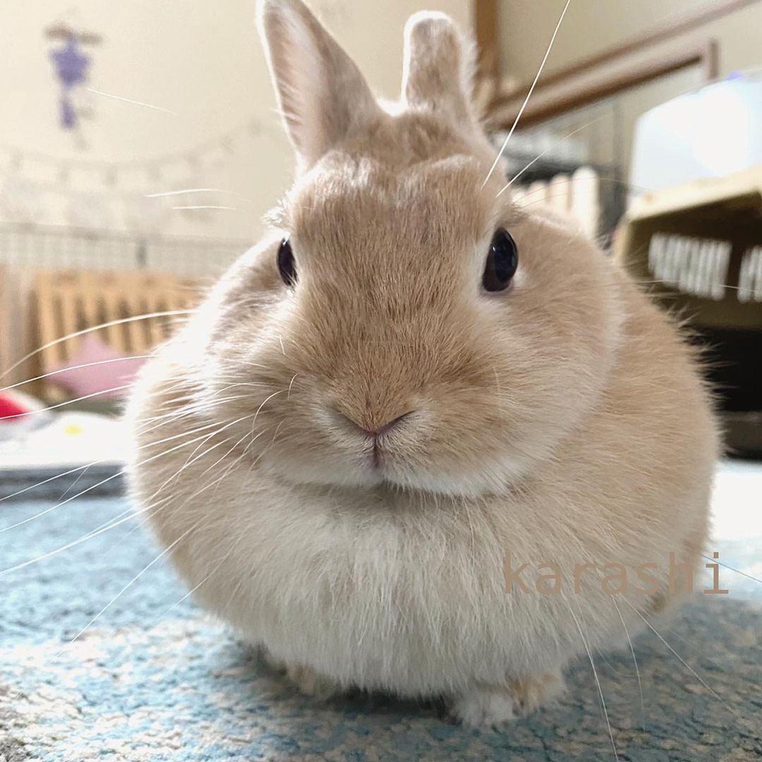  Netherland Dwarf
        rabbit