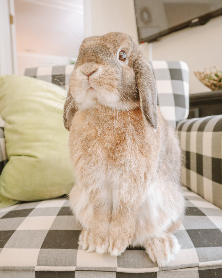 Holland Lop rabbit