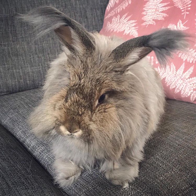 Angora rabbit