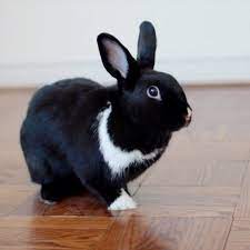 Havana rabbit