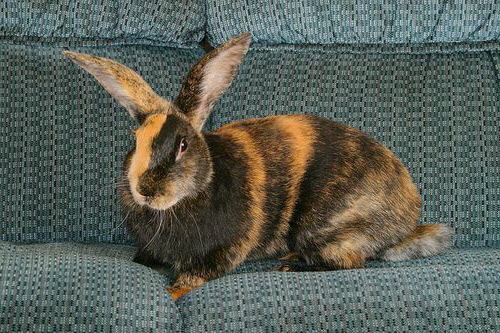 Harlequin rabbit