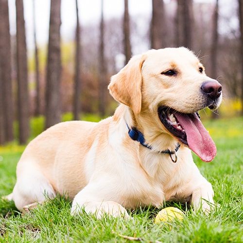 A Nearly-White Labrador Retriever lying down on grass