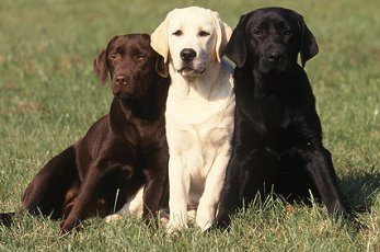 Three different-coloured Labrador Retrievers sitting together on grass