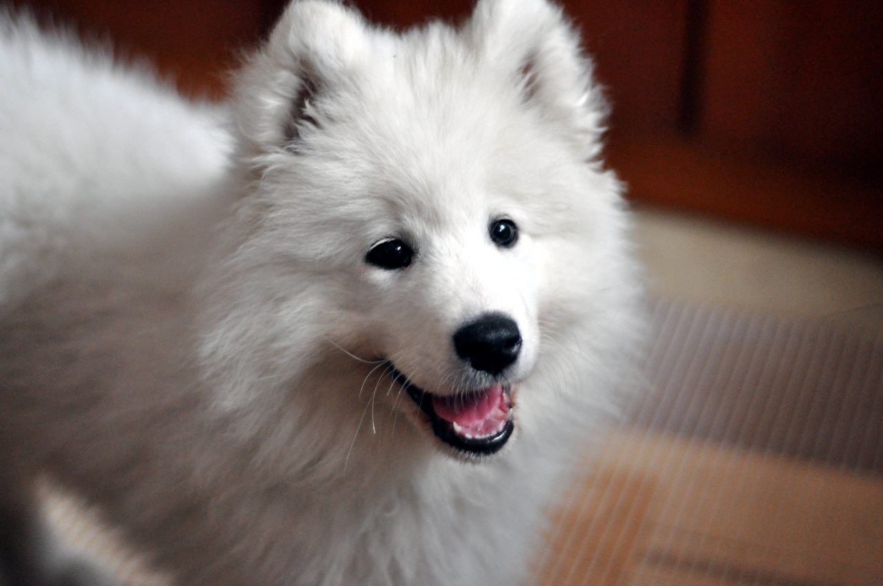 Samoyed dog