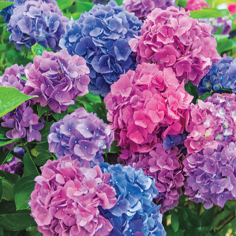 hydrangeas