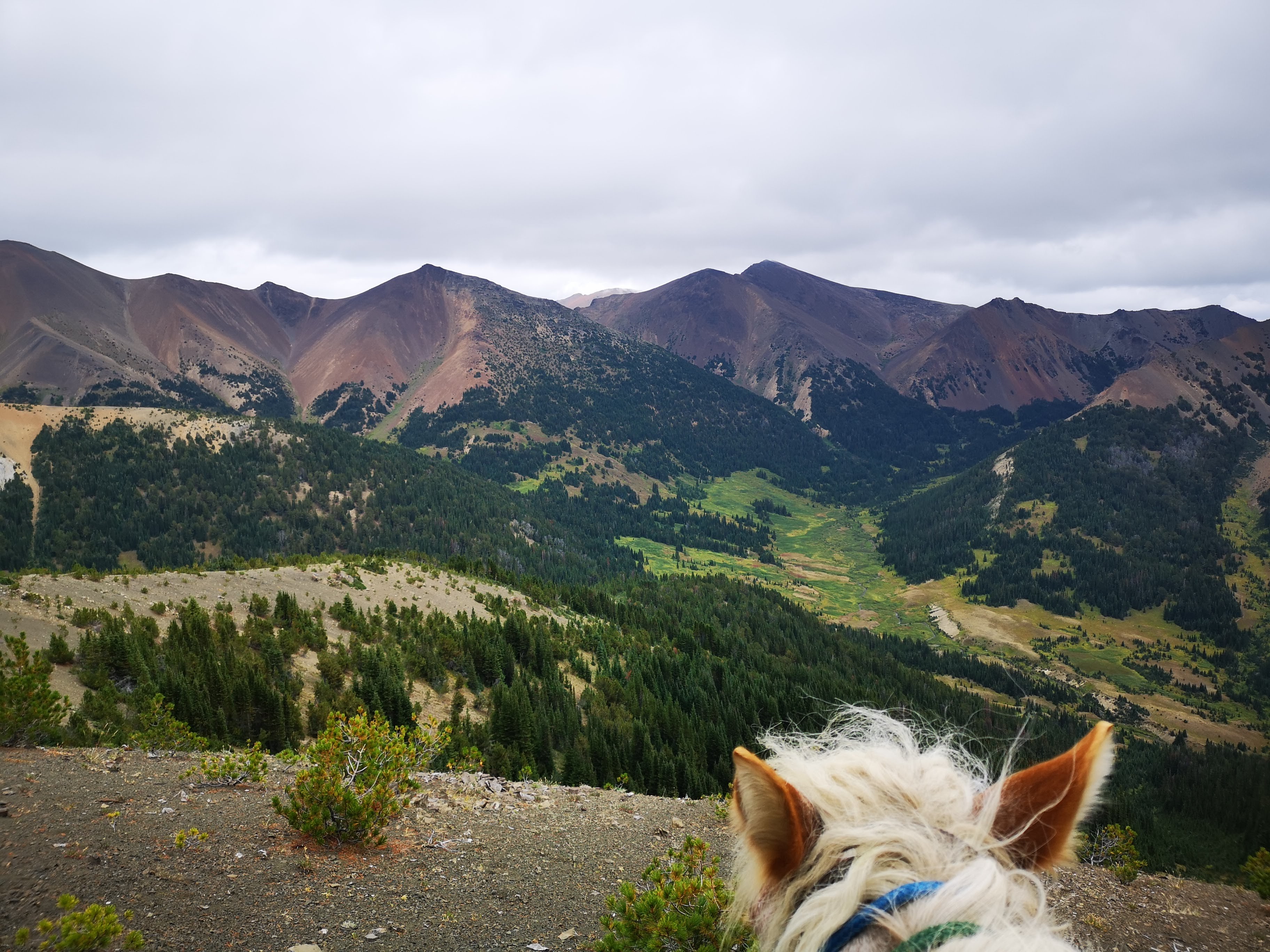 Horse looking at Pacific mountains