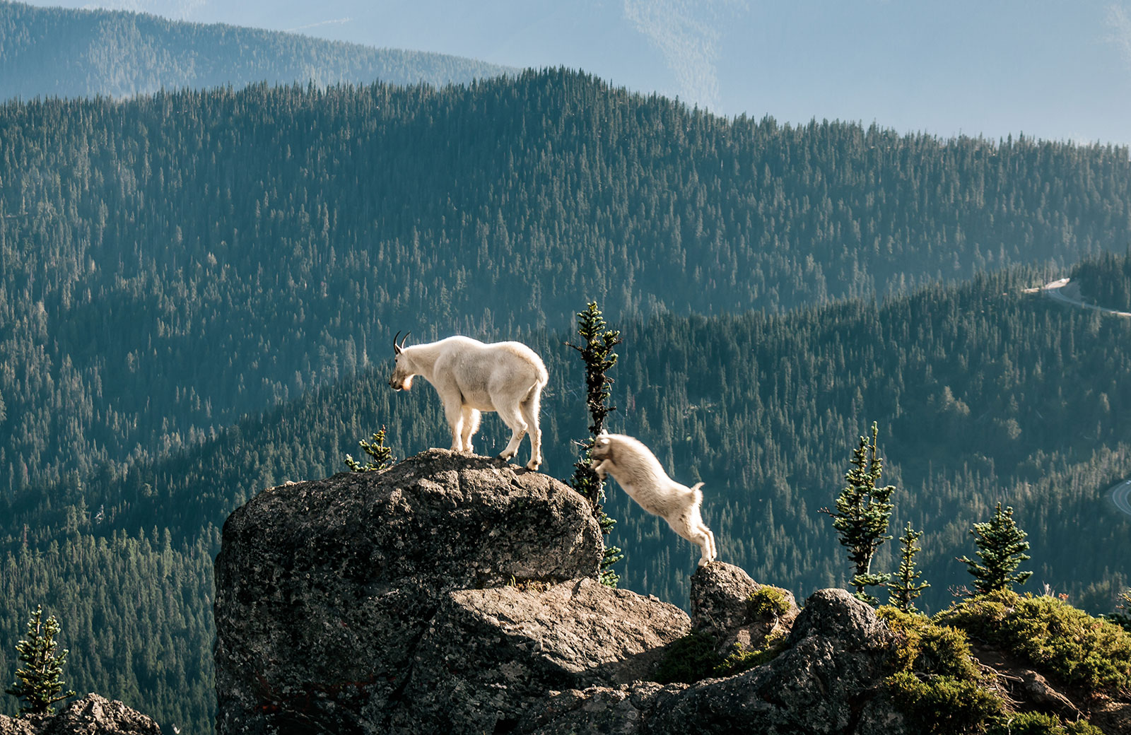 Goats on a mountain top