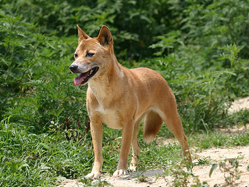 New Guinea Singing Dog