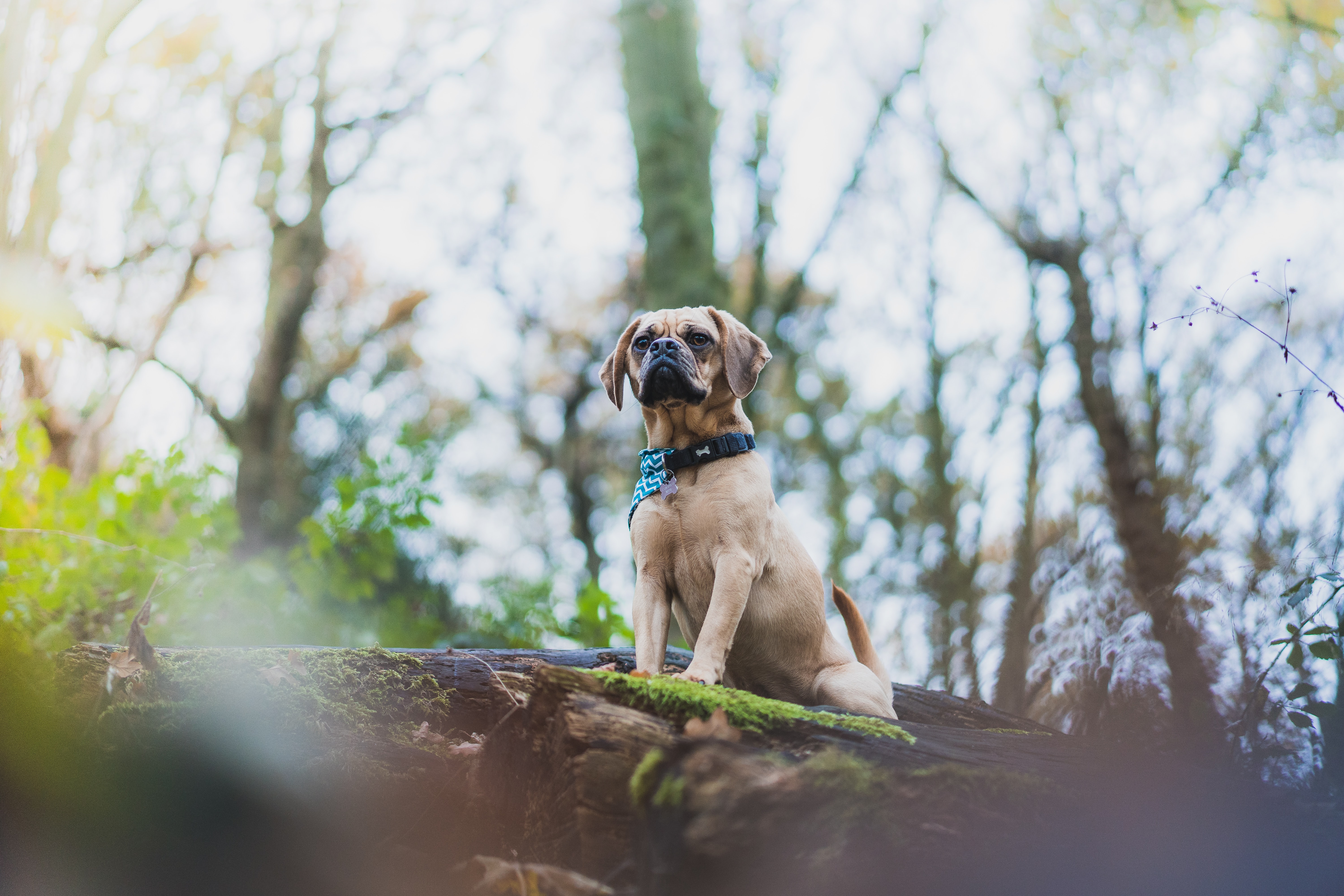 puggle on a log