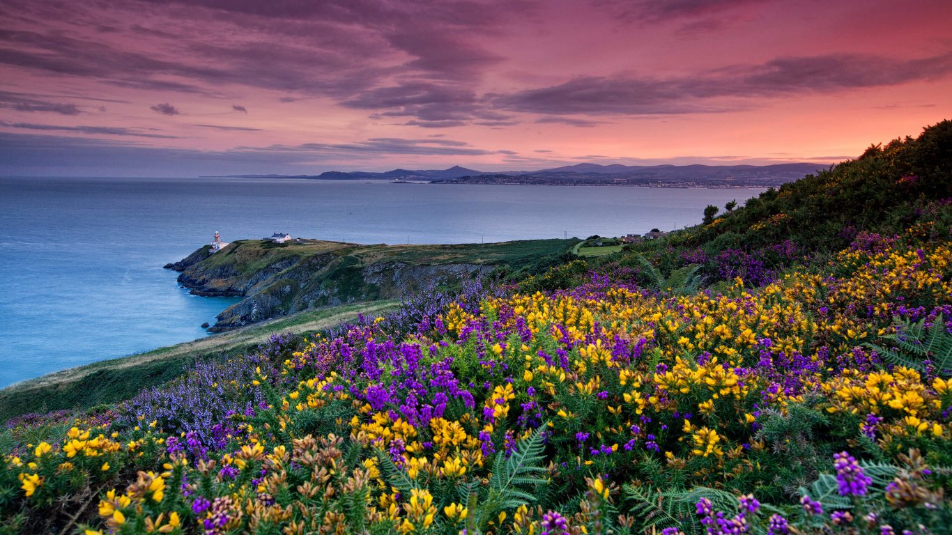 Photo of Dublin Bay and Native Wildflowers