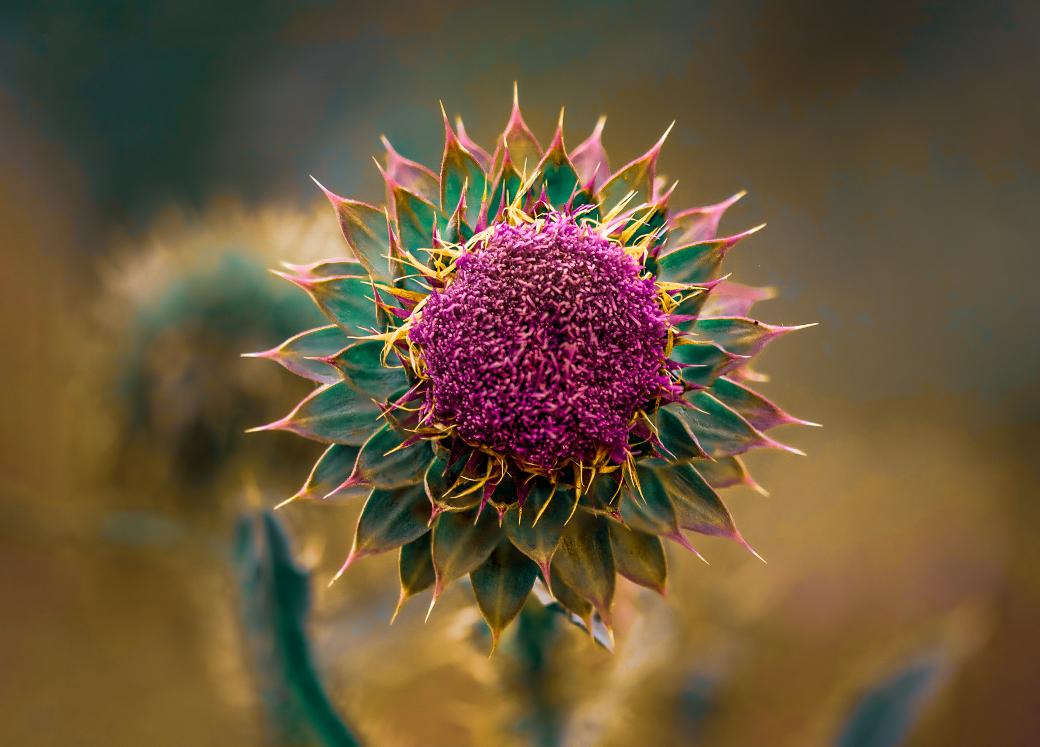 close-up macro picture of a thistle