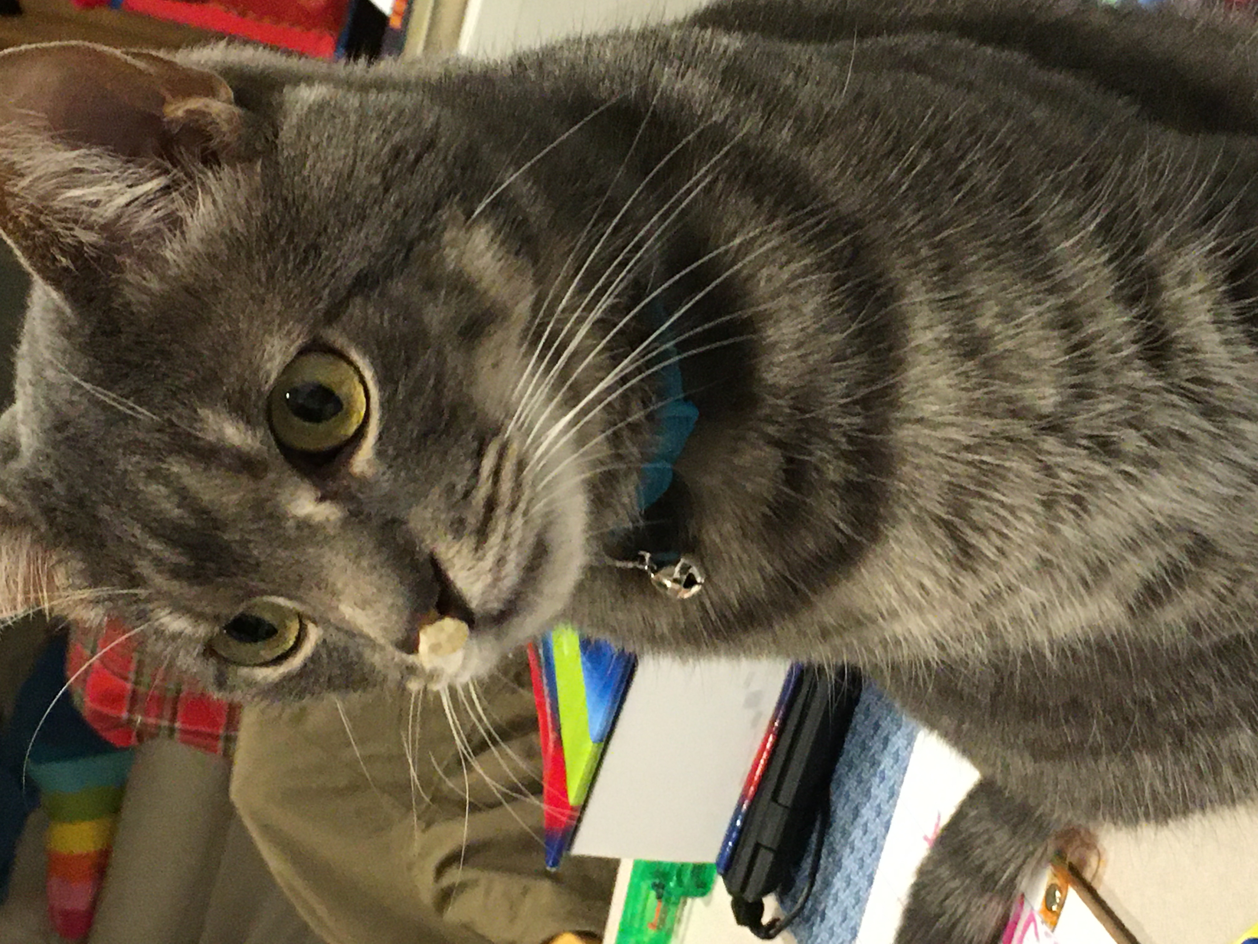 Cat with popcorn on his nose