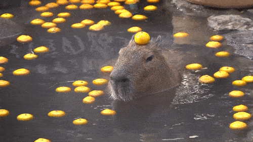 Capybara enjoying spa