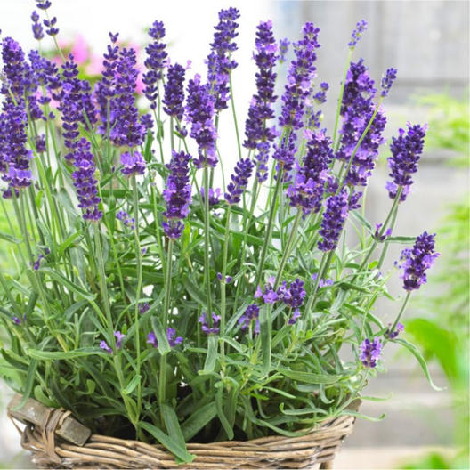 Lavender Plant