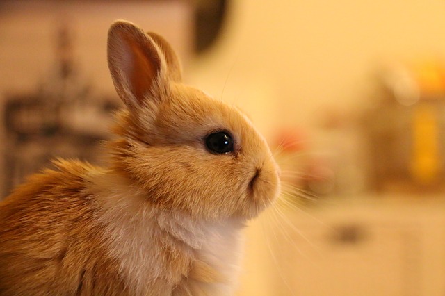 Focused Rabbit