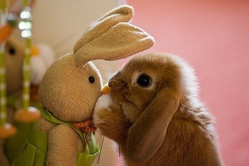 Rabbit in love