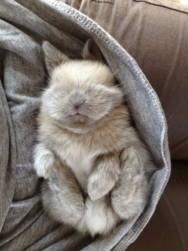 Sleeping Rabbit