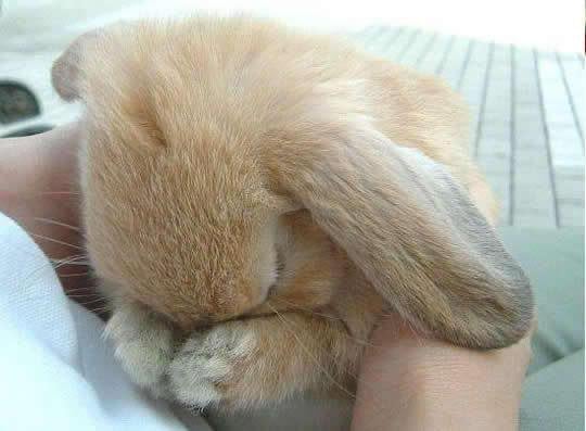 Sad Rabbit