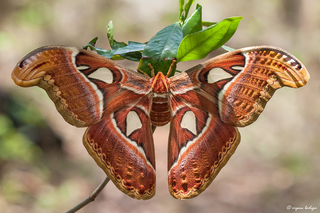 Atlas Moth