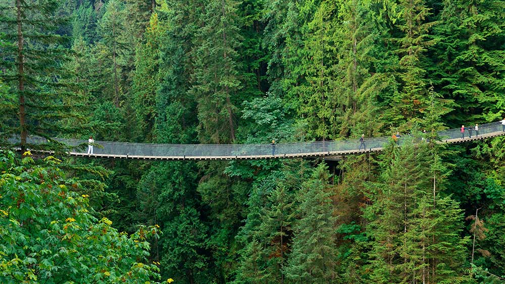 capilanoBridgeImage