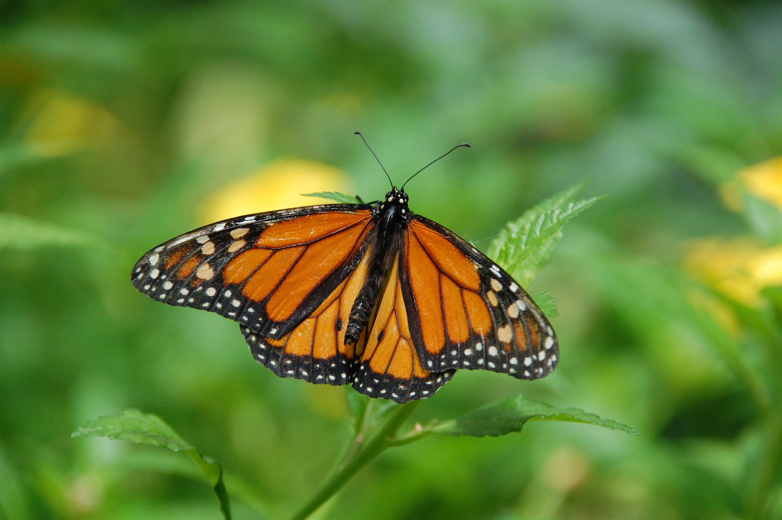 Monarch butterfly, macro, with greenery and yellow blooms