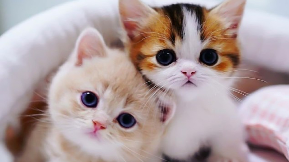 kittens