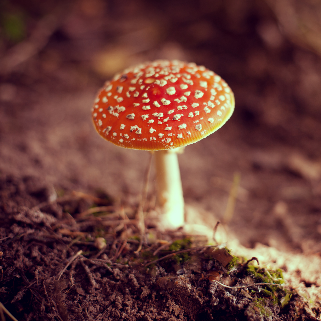 Amanita Muscaria