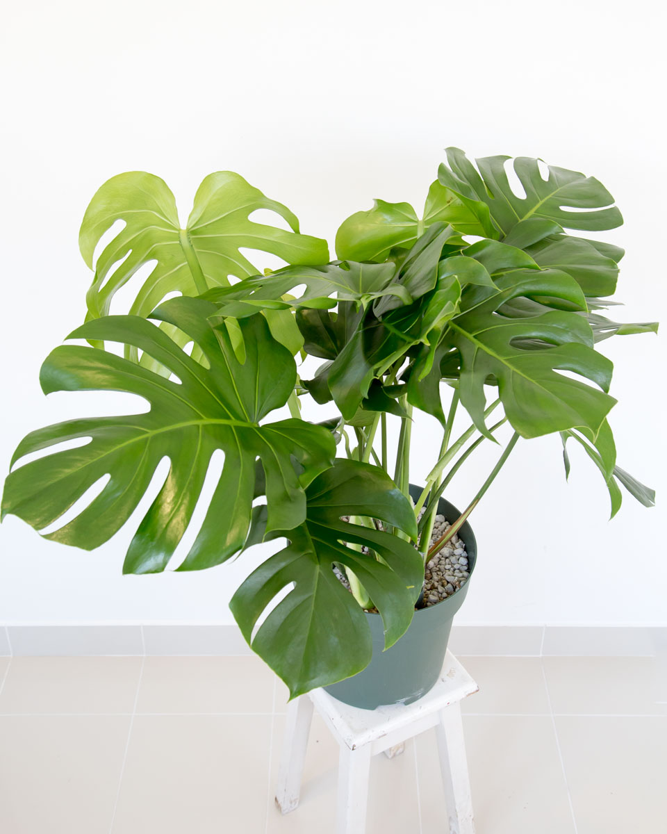 Monstera Deliciosa