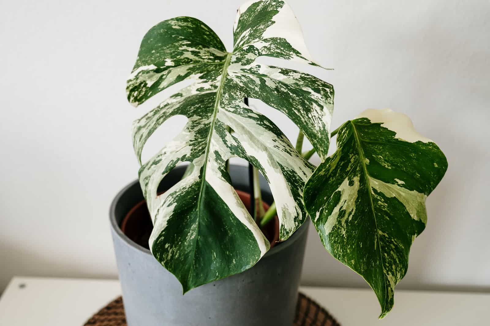 Monstera Variegata