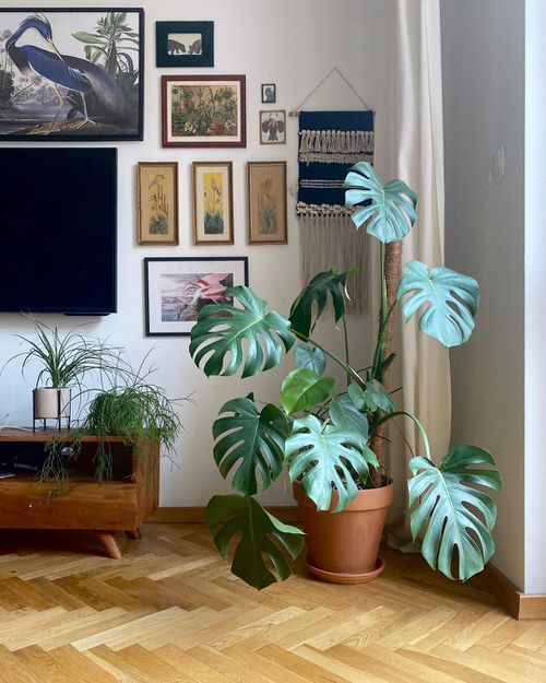 Monstera Deliciosa