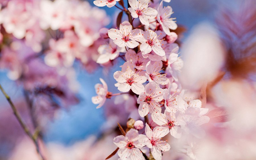 Cherry Blossoms