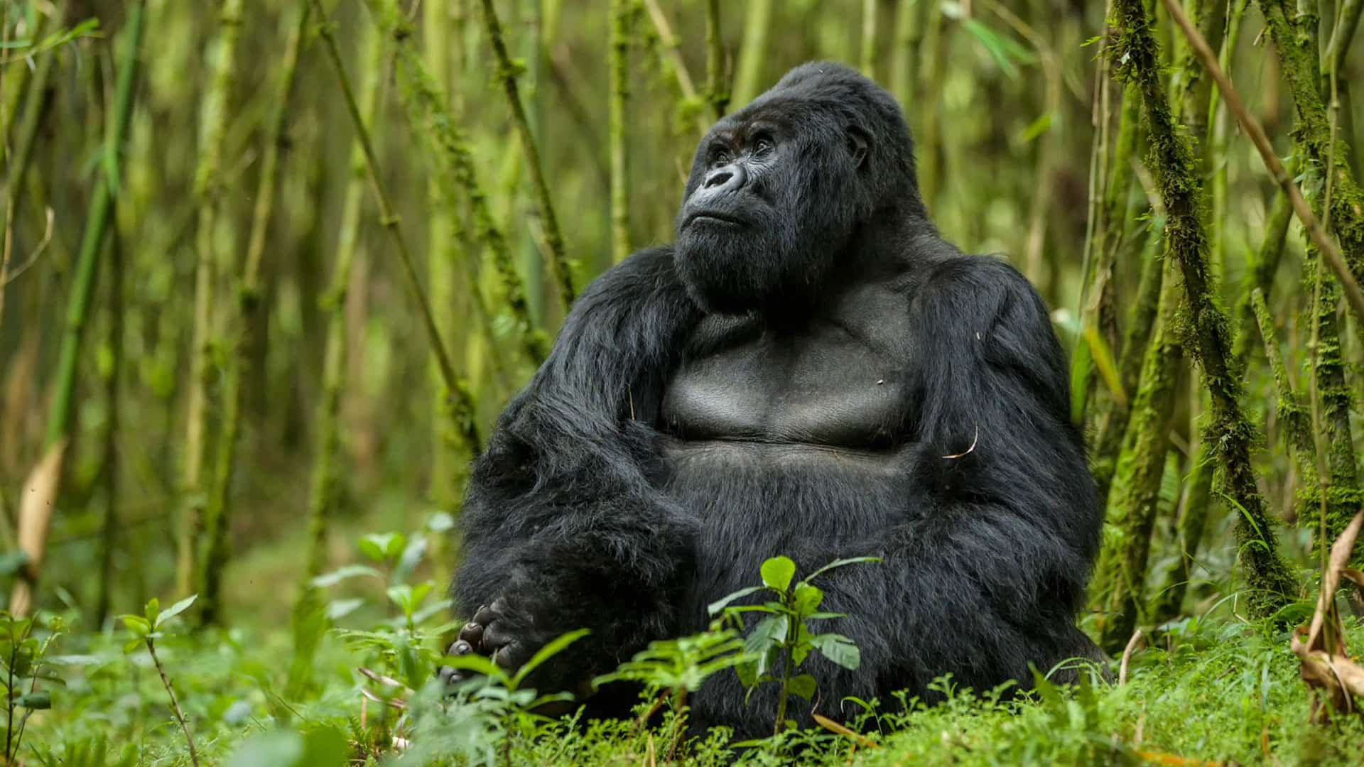 Gorilla