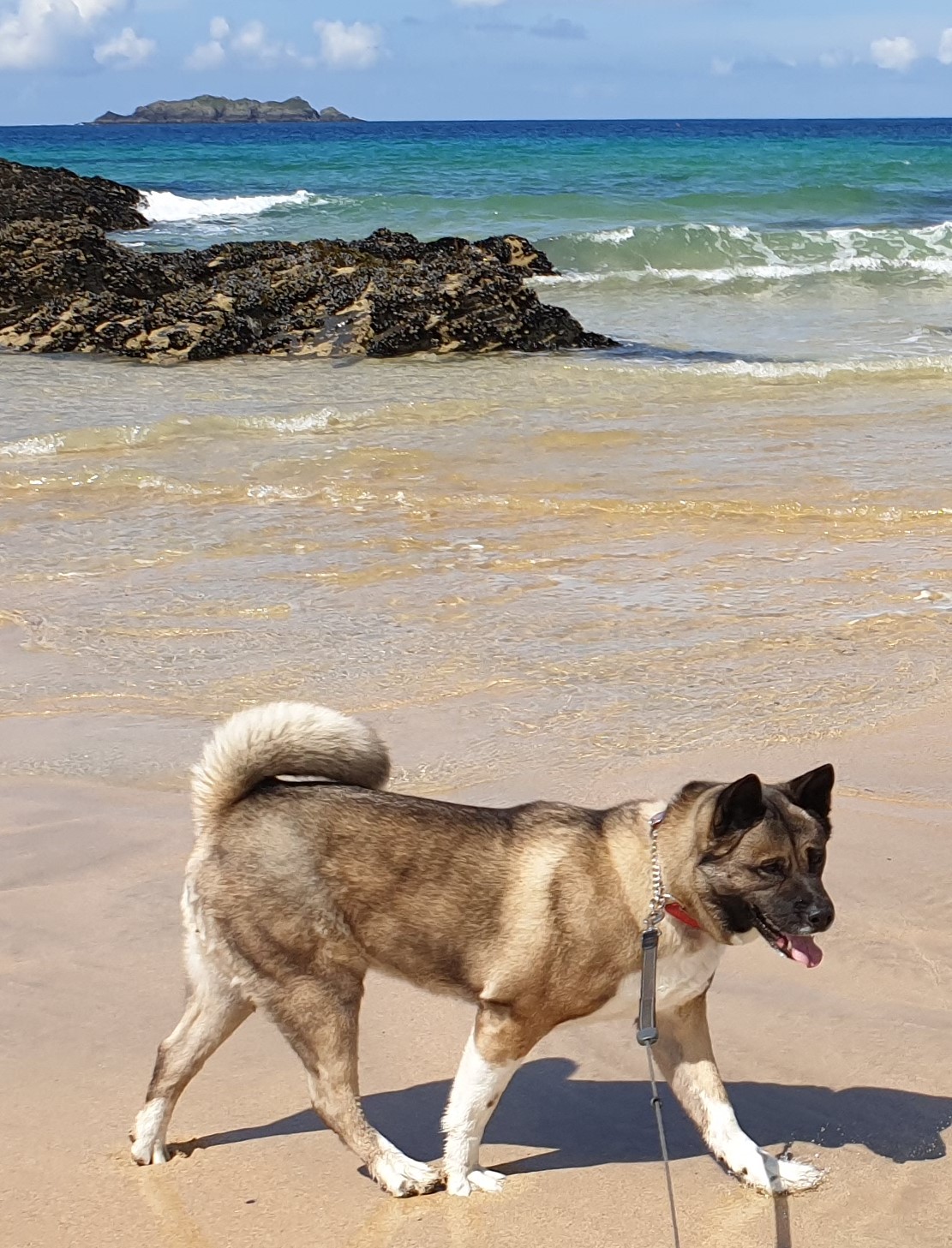 dog on beach