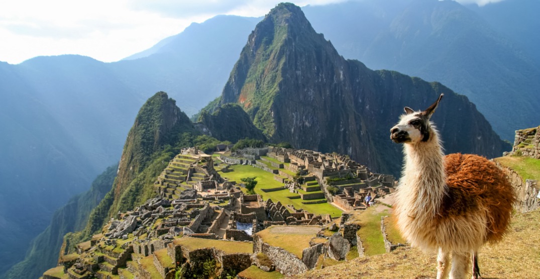 Machupicchu and llama