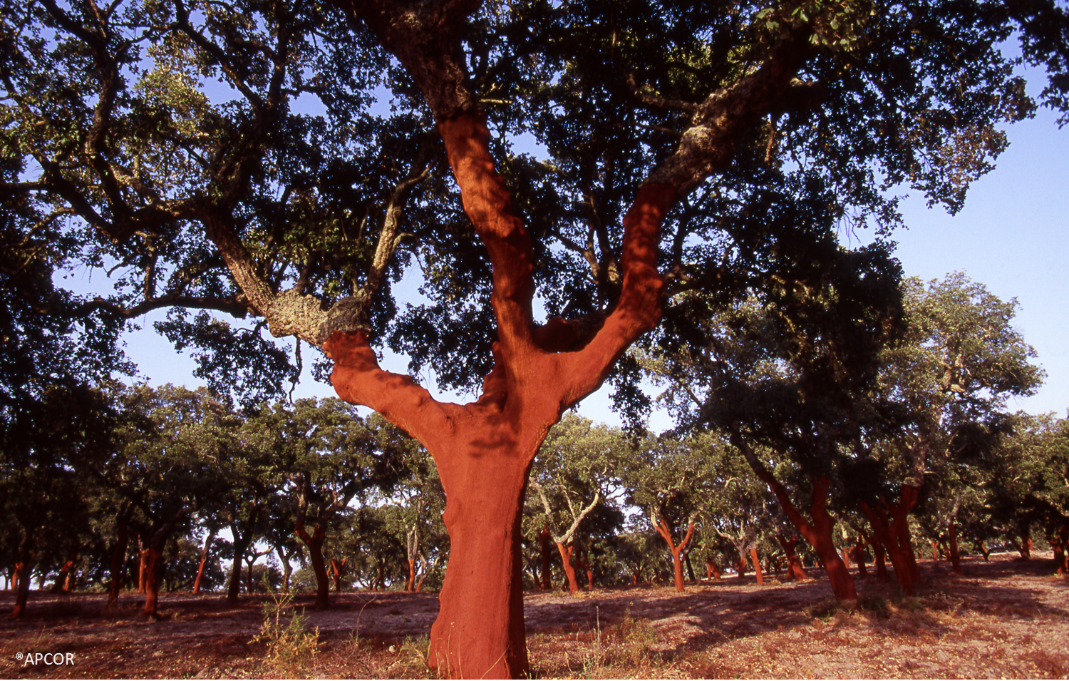 cork oak forest