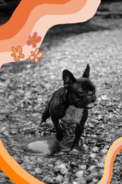 French Bulldog Pablo