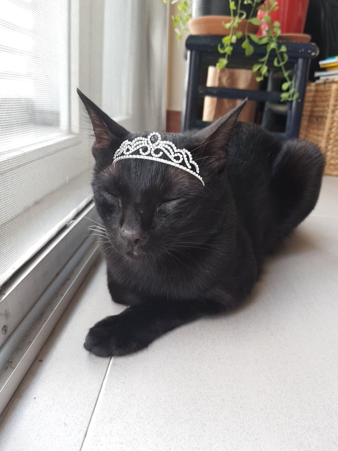 black cat in loaf bread position with a crown