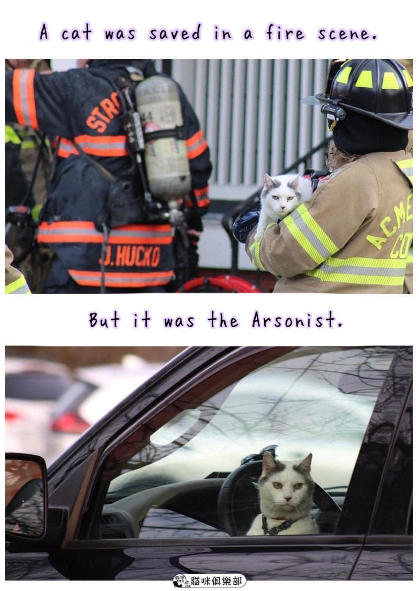 cat arsonist
