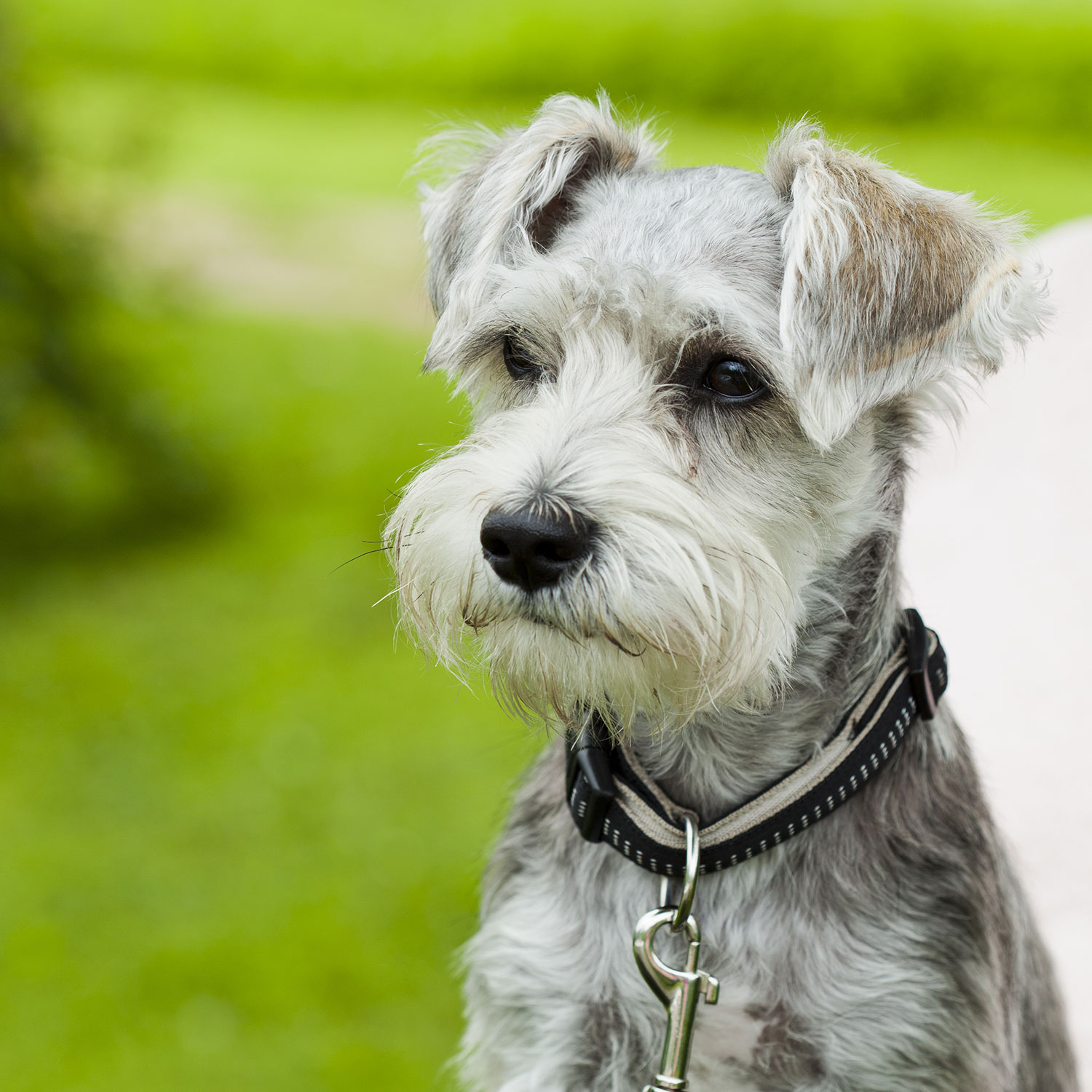Miniature Schnauzer